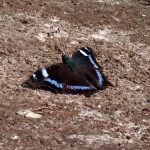 ルリタテハ の高画質写真です。横浜市で、2025年4月18日に撮影したものです。