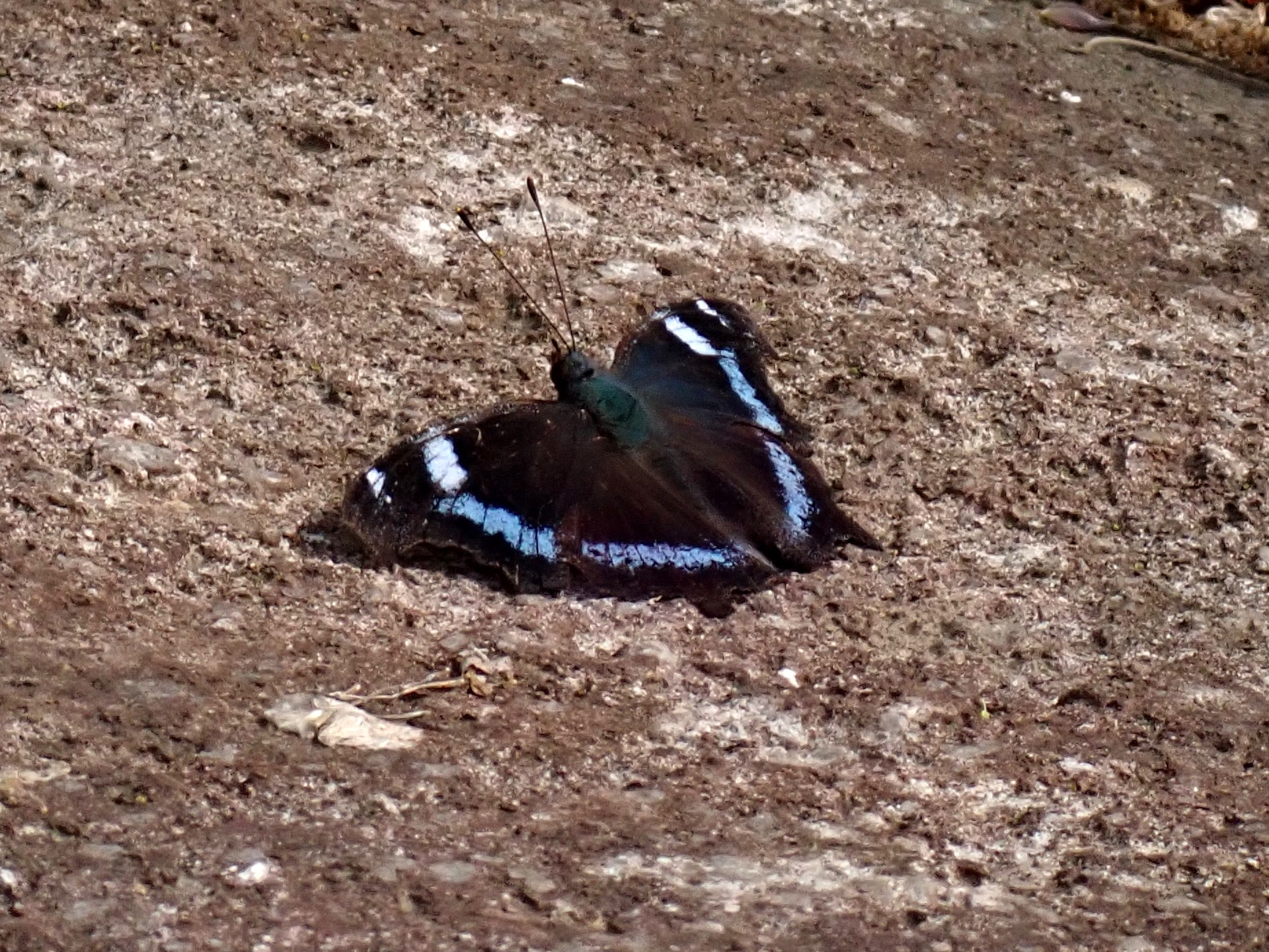 ルリタテハ の高画質写真です。横浜市で、2025年4月18日に撮影したものです。