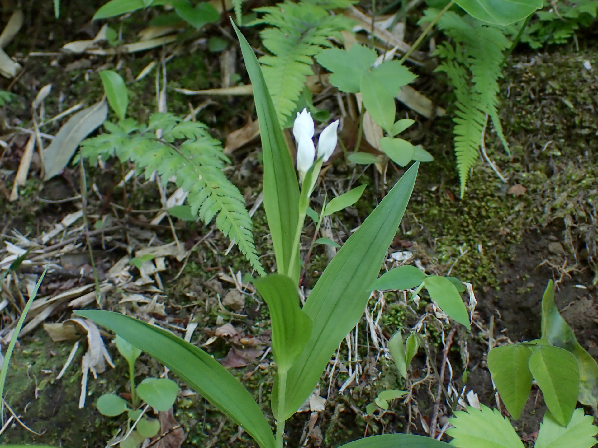ササバギンラン の高画質写真です。横浜市で、2025年4月30日に撮影したものです。
