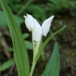 ササバギンラン の高画質写真です。横浜市で、2025年4月30日に撮影したものです。