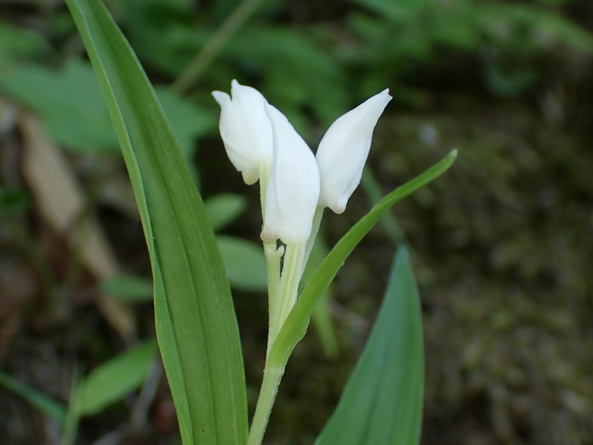 ササバギンラン の高画質写真です。横浜市で、2025年4月30日に撮影したものです。