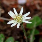 センボンヤリ の高画質写真です。横浜市で、2025年4月11日に撮影したものです。