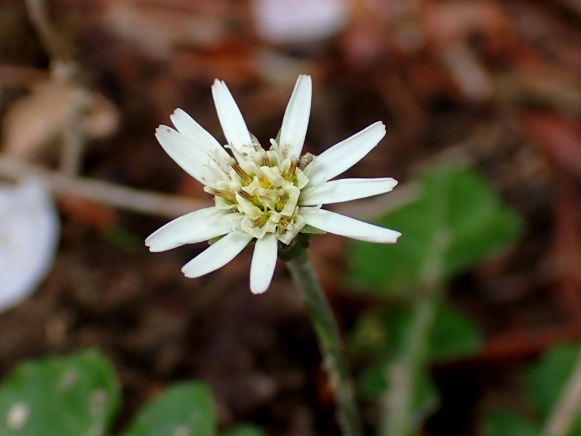 センボンヤリ の高画質写真です。横浜市で、2025年4月11日に撮影したものです。