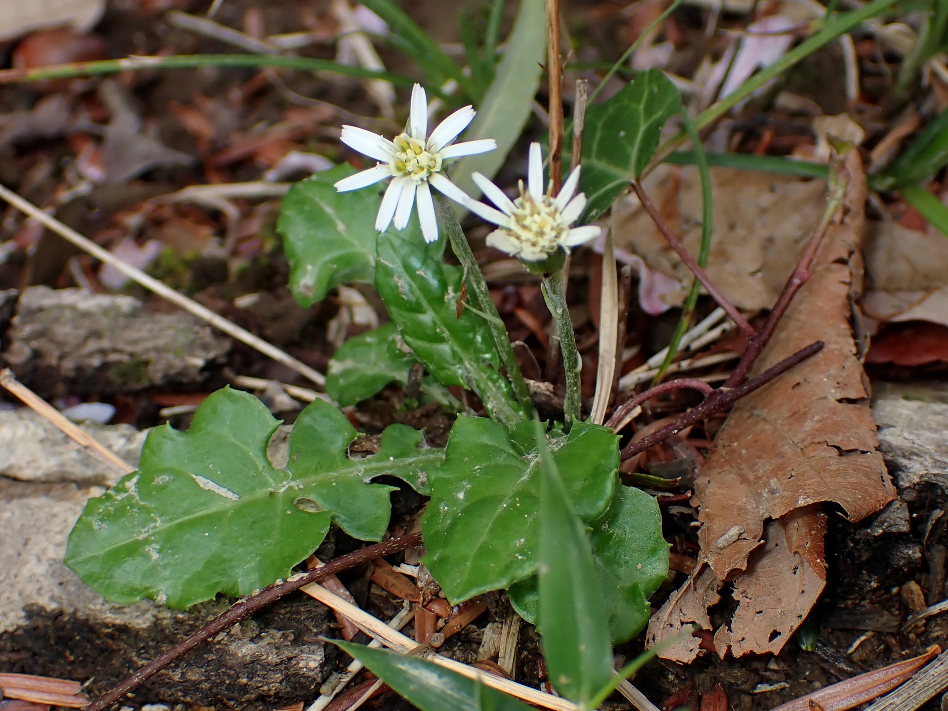 センボンヤリ の高画質写真です。横浜市で、2025年4月11日に撮影したものです。