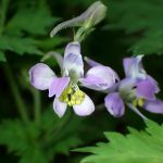 セリバヒエンソウ の高画質写真です。横浜市で、2025年4月16日に撮影したものです。