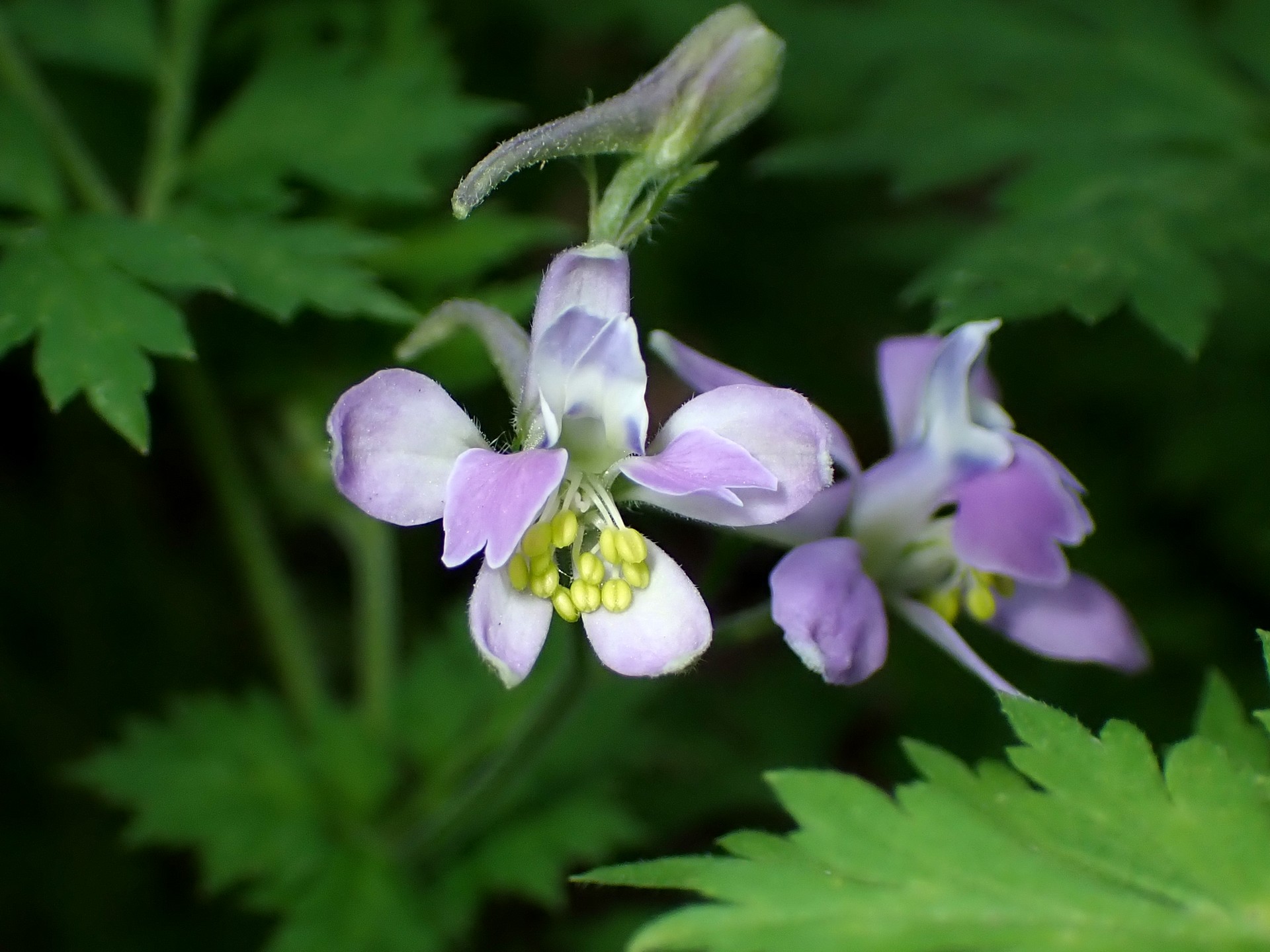 セリバヒエンソウ の高画質写真です。横浜市で、2025年4月16日に撮影したものです。