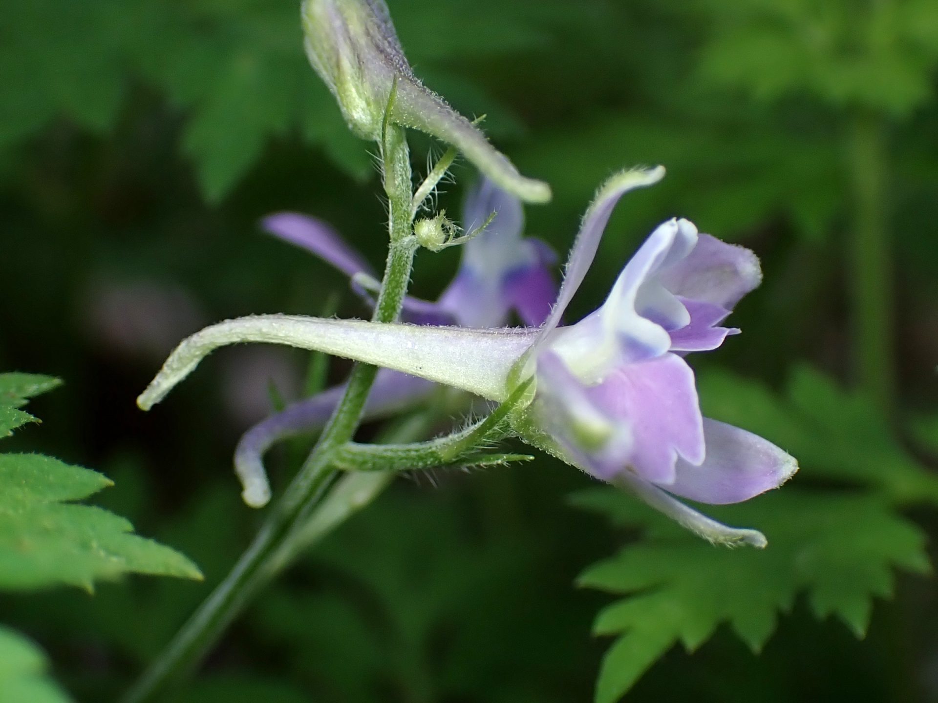 セリバヒエンソウ の高画質写真です。横浜市で、2025年4月16日に撮影したものです。