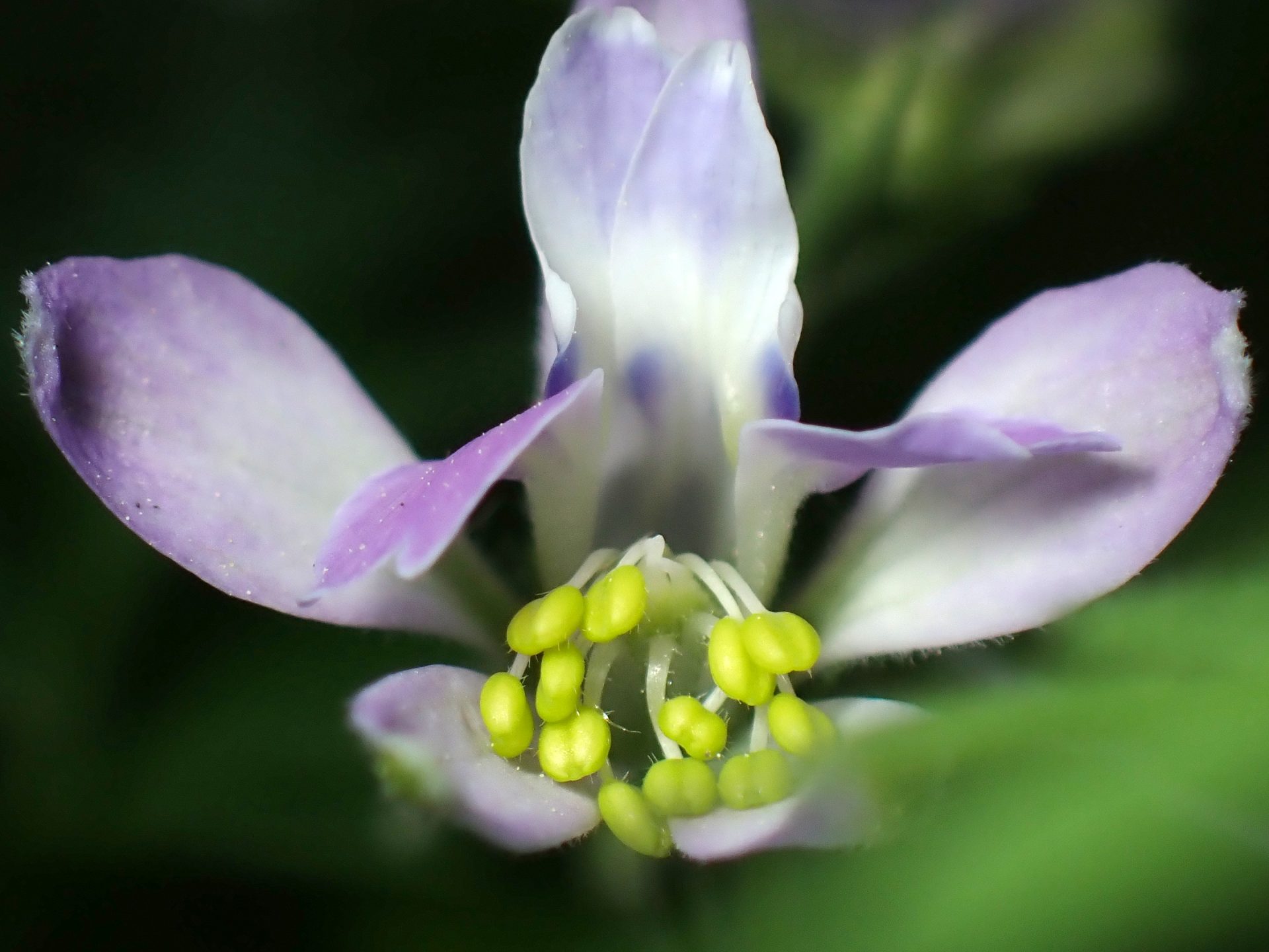 セリバヒエンソウ の高画質写真です。横浜市で、2025年4月16日に撮影したものです。