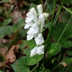 シロバナタツナミソウ の高画質写真です。横浜市で、2025年4月25日に撮影したものです。