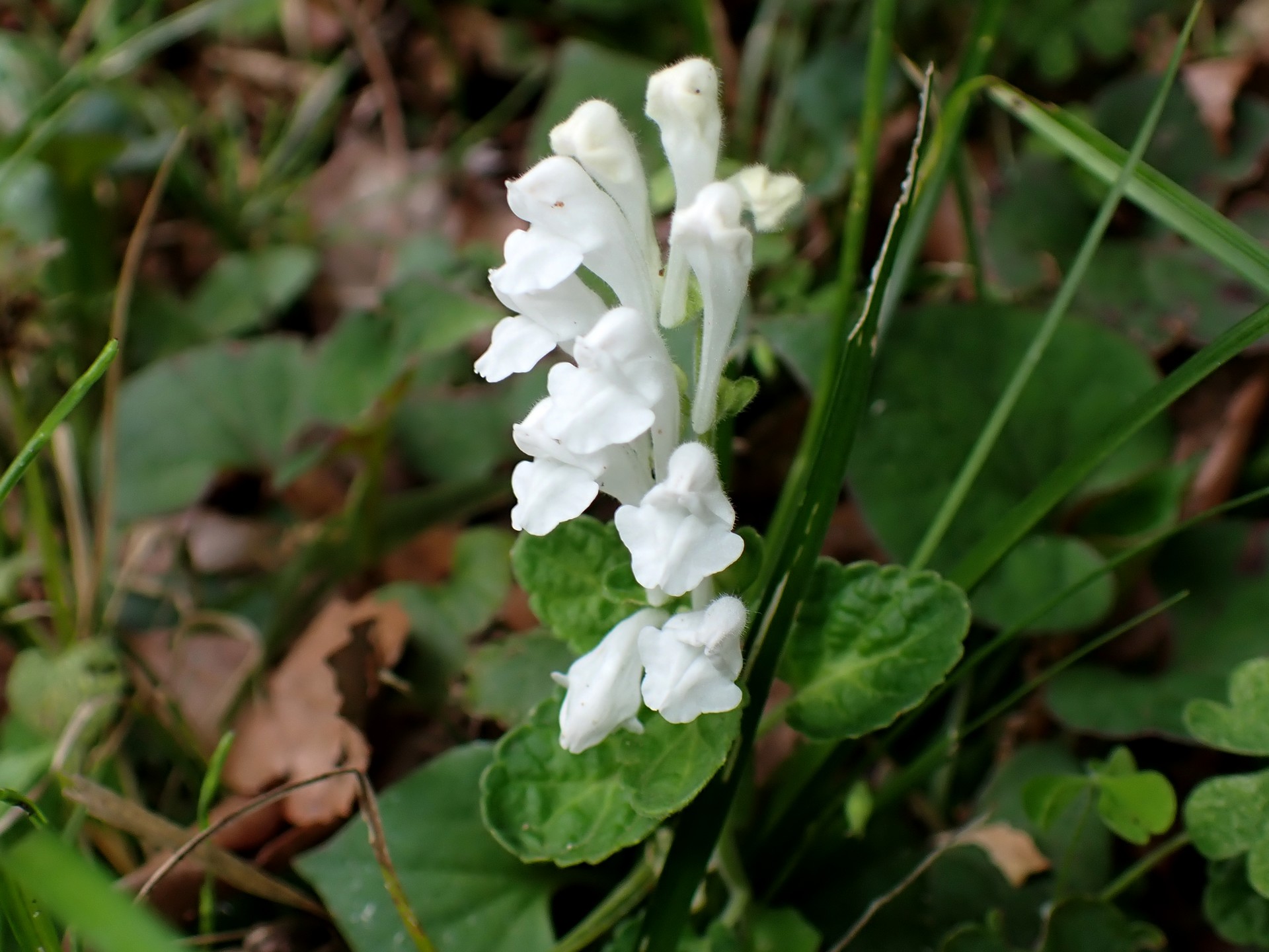 シロバナタツナミソウ の高画質写真です。横浜市で、2025年4月25日に撮影したものです。