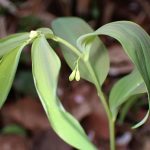 白いつぼみ の高画質写真です。横浜市で、2025年4月5日に撮影したものです。