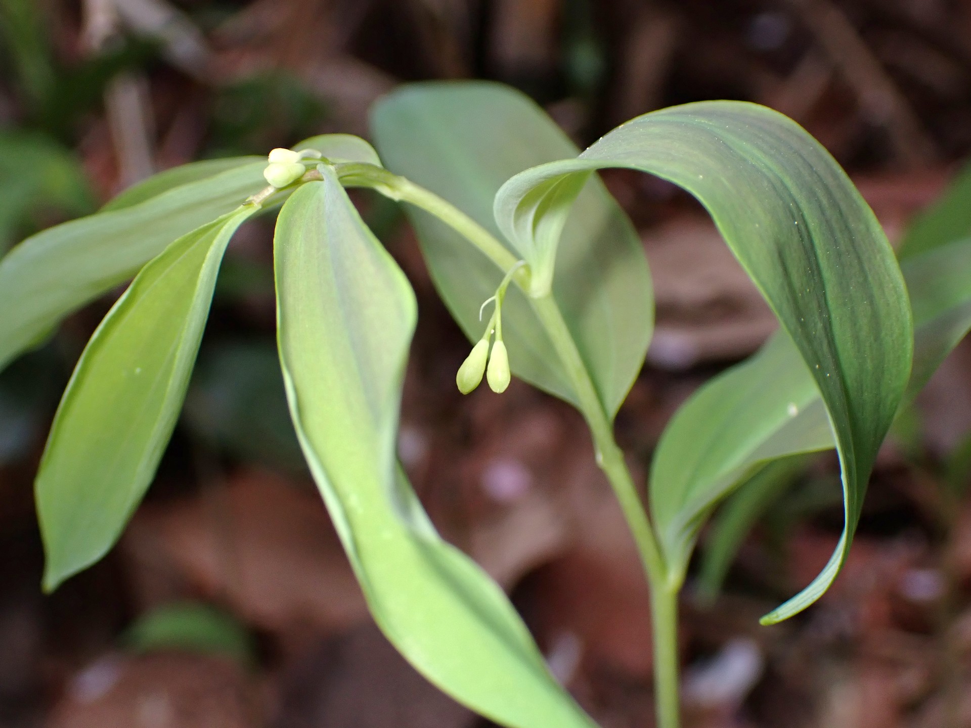 白いつぼみ の高画質写真です。横浜市で、2025年4月5日に撮影したものです。
