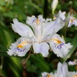 シャガ の高画質写真です。横浜市で、2025年4月18日に撮影したものです。