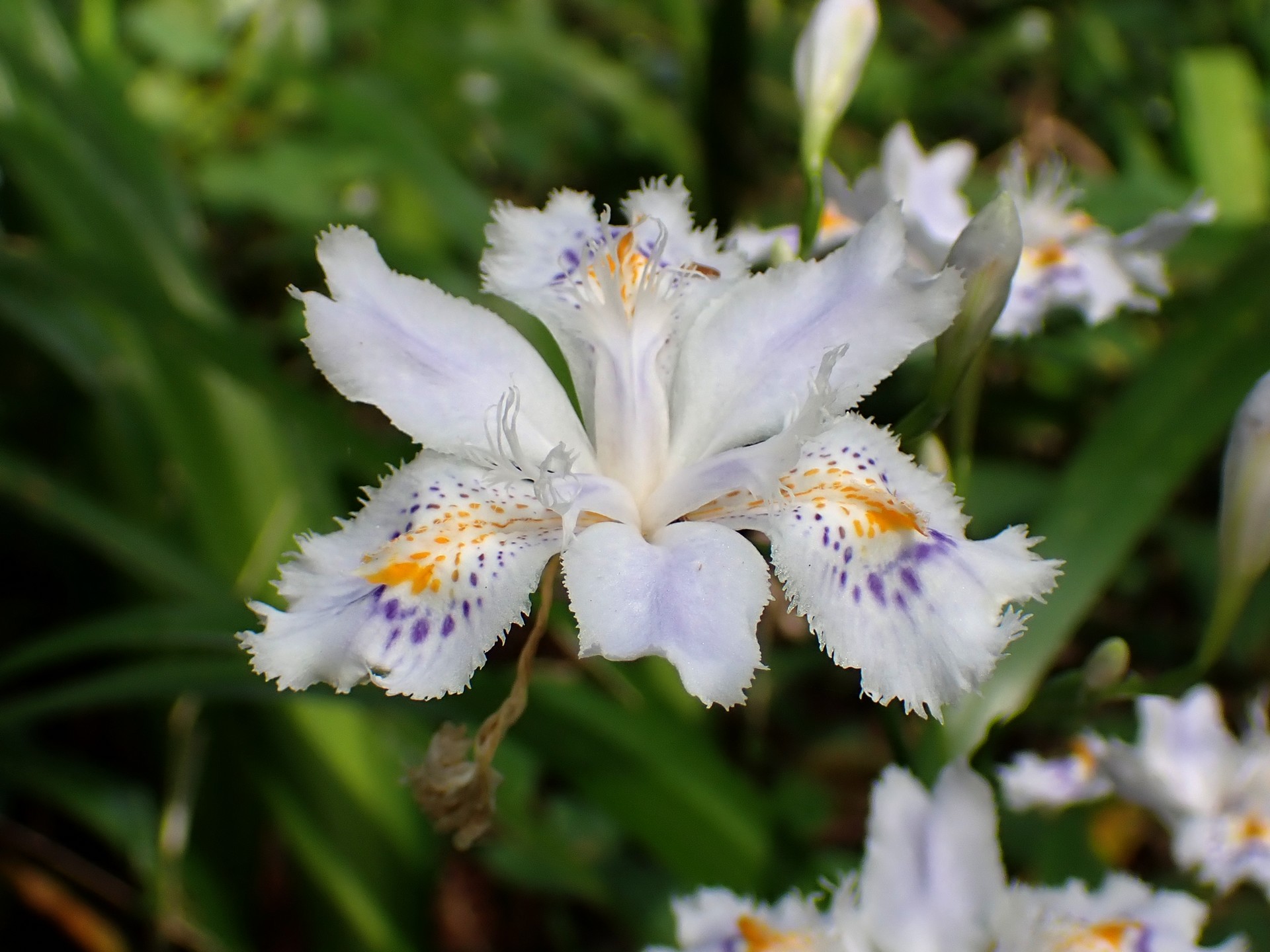 シャガ の高画質写真です。横浜市で、2025年4月18日に撮影したものです。