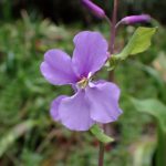 ショカツサイ の写真です。横浜市で、2025年4月3日に撮影したものです。