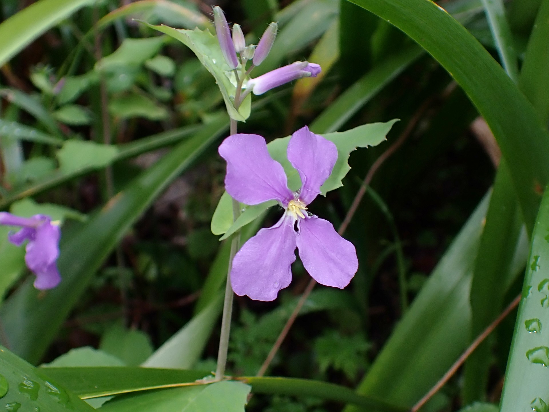 ショカツサイ の写真です。横浜市で、2025年4月3日に撮影したものです。