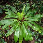 ショウジョウバカマ の写真です。横浜市で、2025年4月3日に撮影したものです。