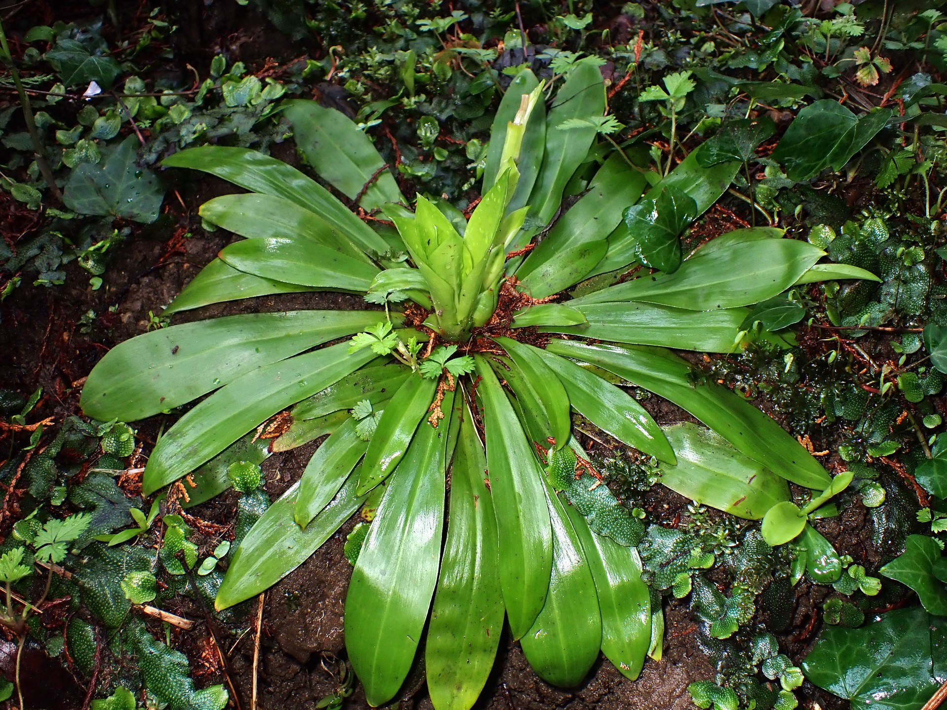 ショウジョウバカマ の写真です。横浜市で、2025年4月3日に撮影したものです。