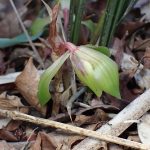 シュンラン の高画質写真です。横浜市で、2025年4月16日に撮影したものです。