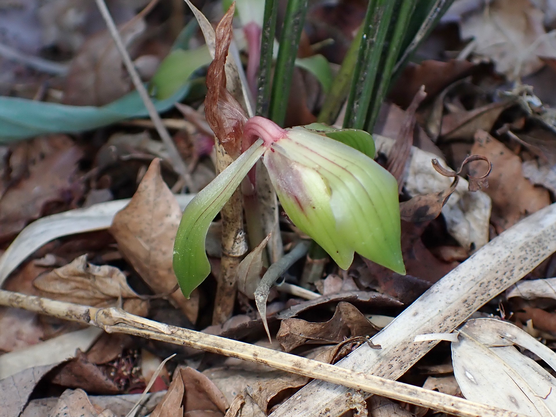 シュンラン の高画質写真です。横浜市で、2025年4月16日に撮影したものです。