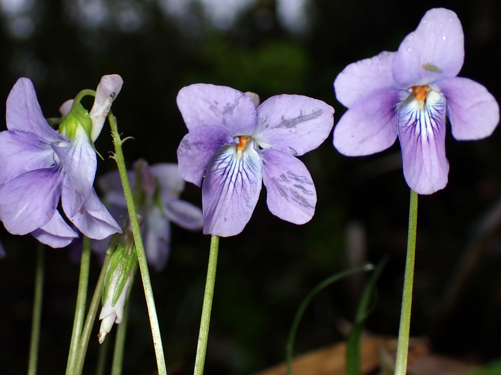 タチツボスミレ の写真です。横浜市で、2025年4月3日に撮影したものです。