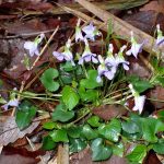 タチツボスミレ の写真です。横浜市で、2025年4月3日に撮影したものです。