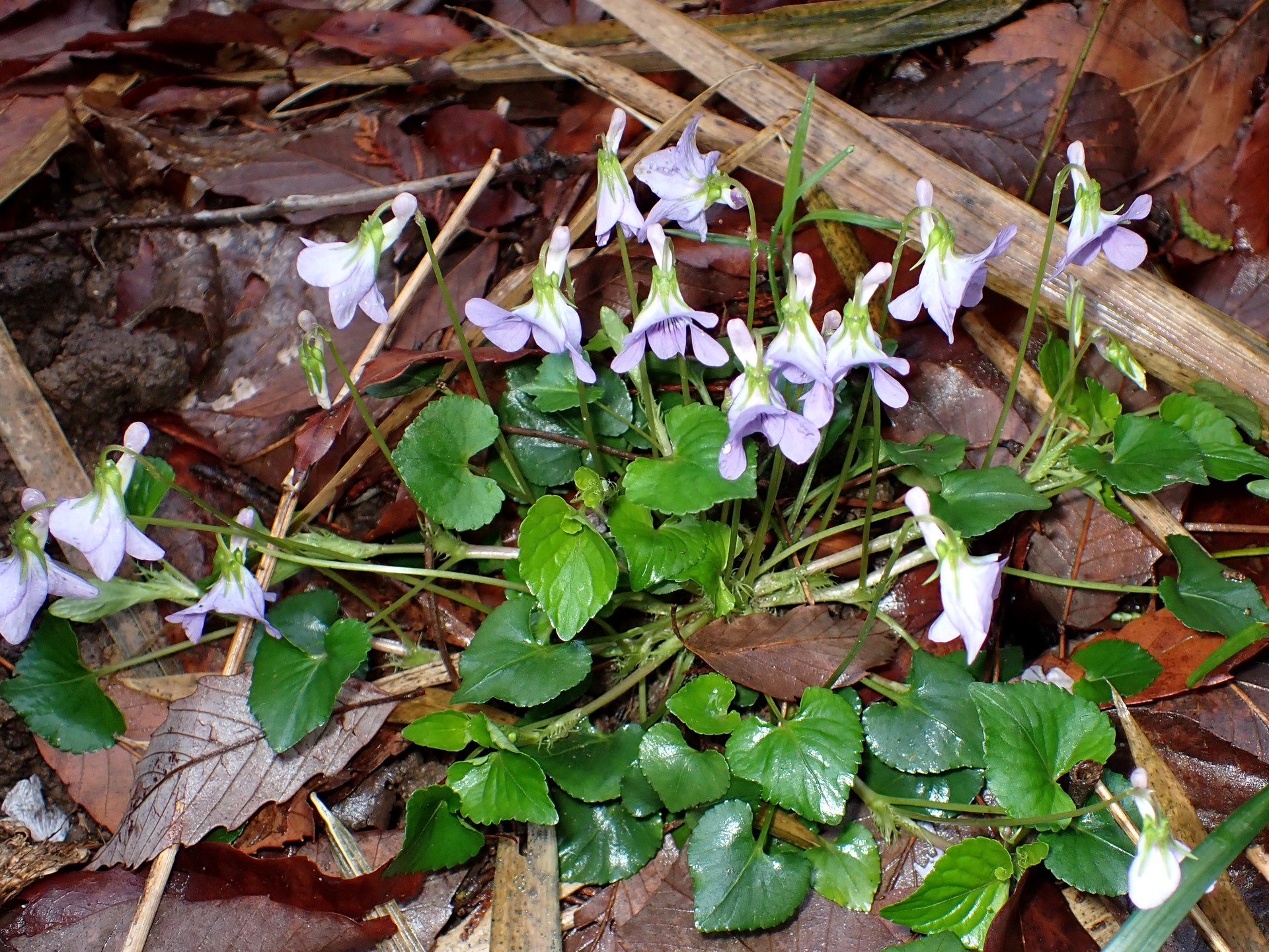 タチツボスミレ の写真です。横浜市で、2025年4月3日に撮影したものです。