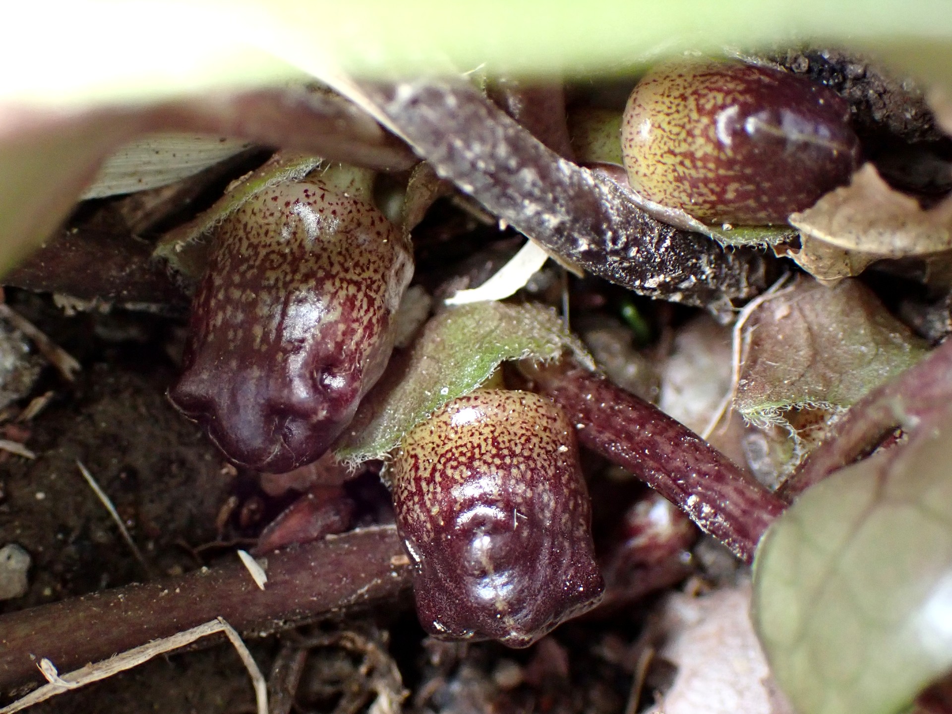 タマノカンアオイ の高画質写真です。横浜市で、2025年4月5日に撮影したものです。