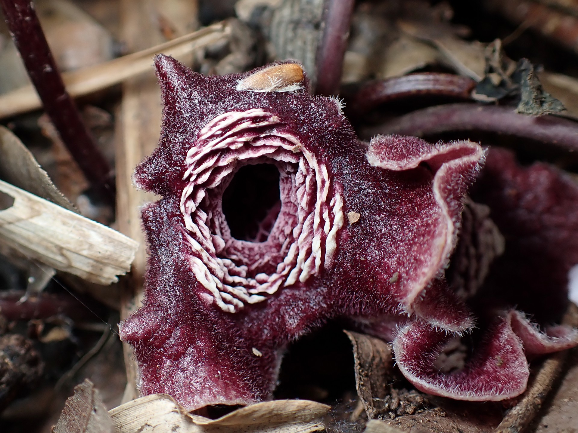 タマノカンアオイ の高画質写真です。横浜市で、2025年4月8日に撮影したものです。