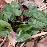 タマノカンアオイ の高画質写真です。横浜市で、2025年4月5日に撮影したものです。