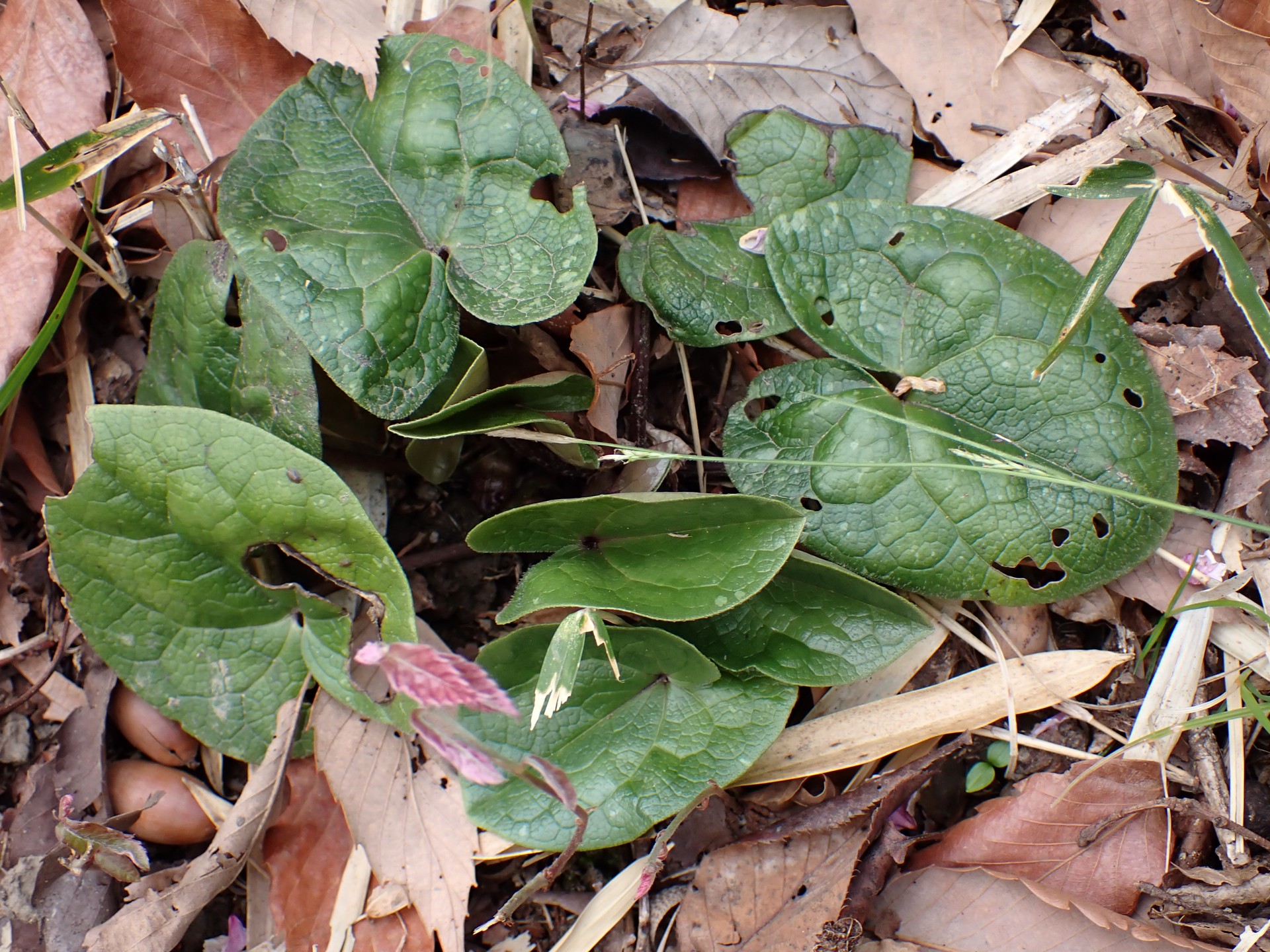 タマノカンアオイ の高画質写真です。横浜市で、2025年4月5日に撮影したものです。