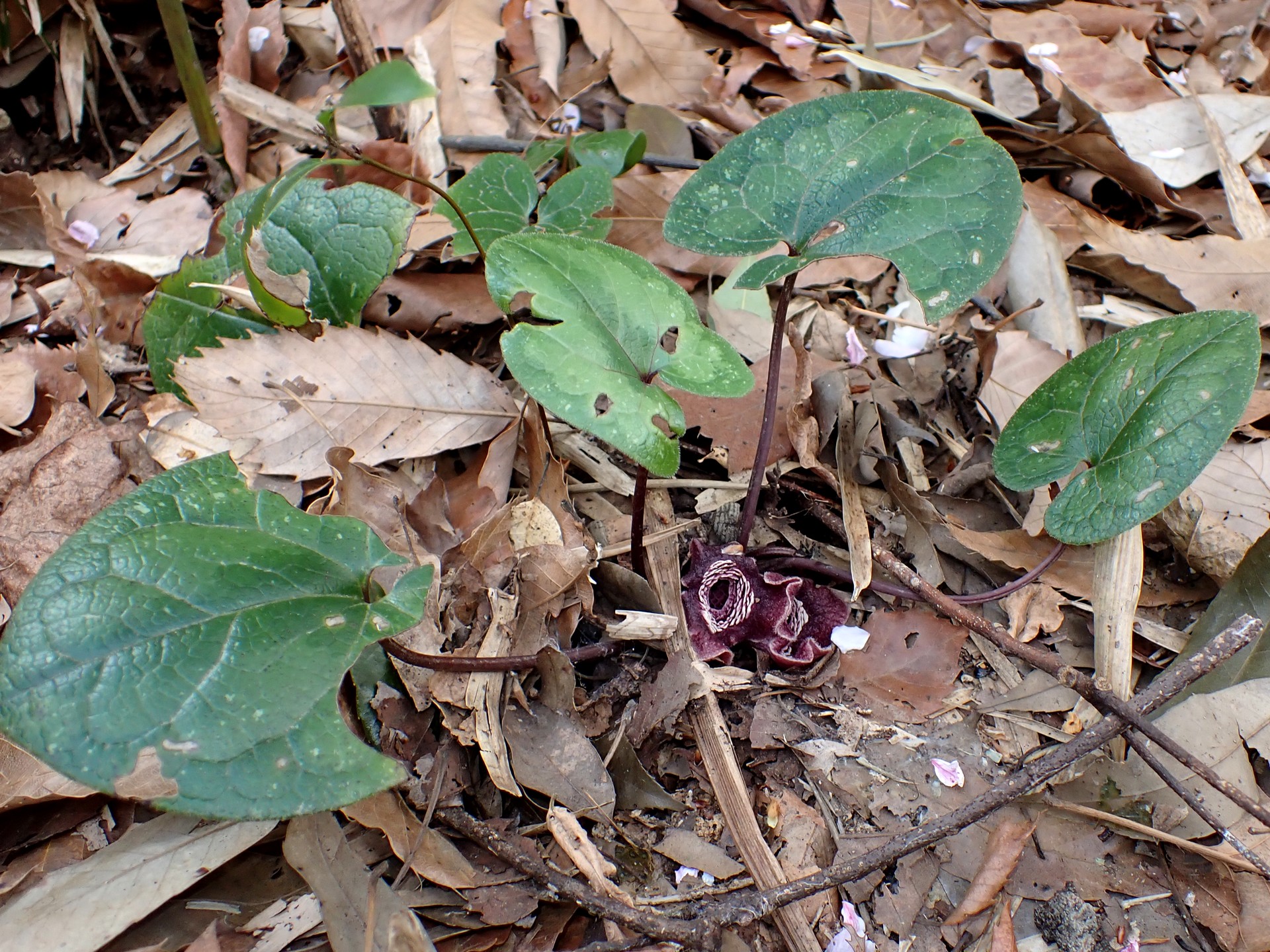 タマノカンアオイ の高画質写真です。横浜市で、2025年4月8日に撮影したものです。
