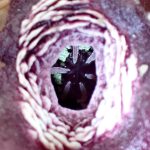 タマノカンアオイ の高画質写真です。横浜市で、2025年4月8日に撮影したものです。