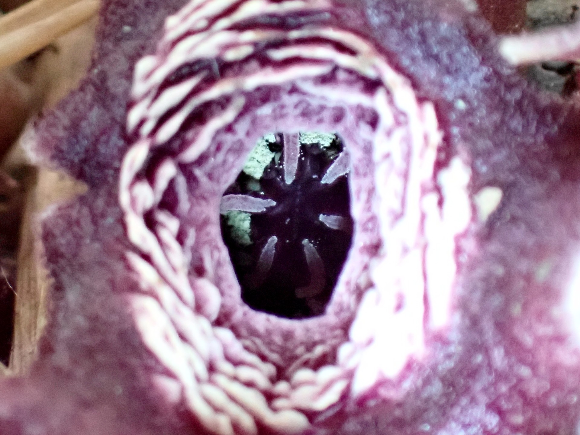 タマノカンアオイ の高画質写真です。横浜市で、2025年4月8日に撮影したものです。