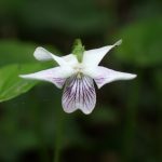 ツボスミレ の高画質写真です。横浜市で、2025年4月28日に撮影したものです。