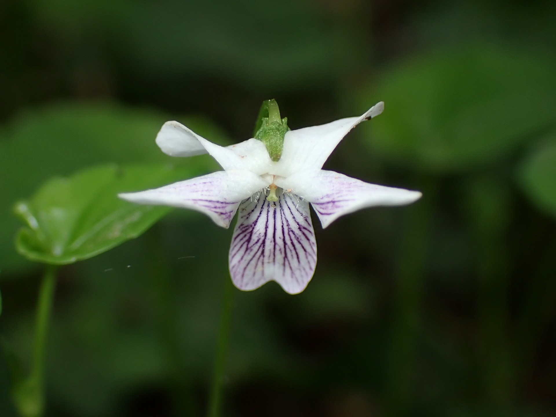 ツボスミレ の高画質写真です。横浜市で、2025年4月28日に撮影したものです。