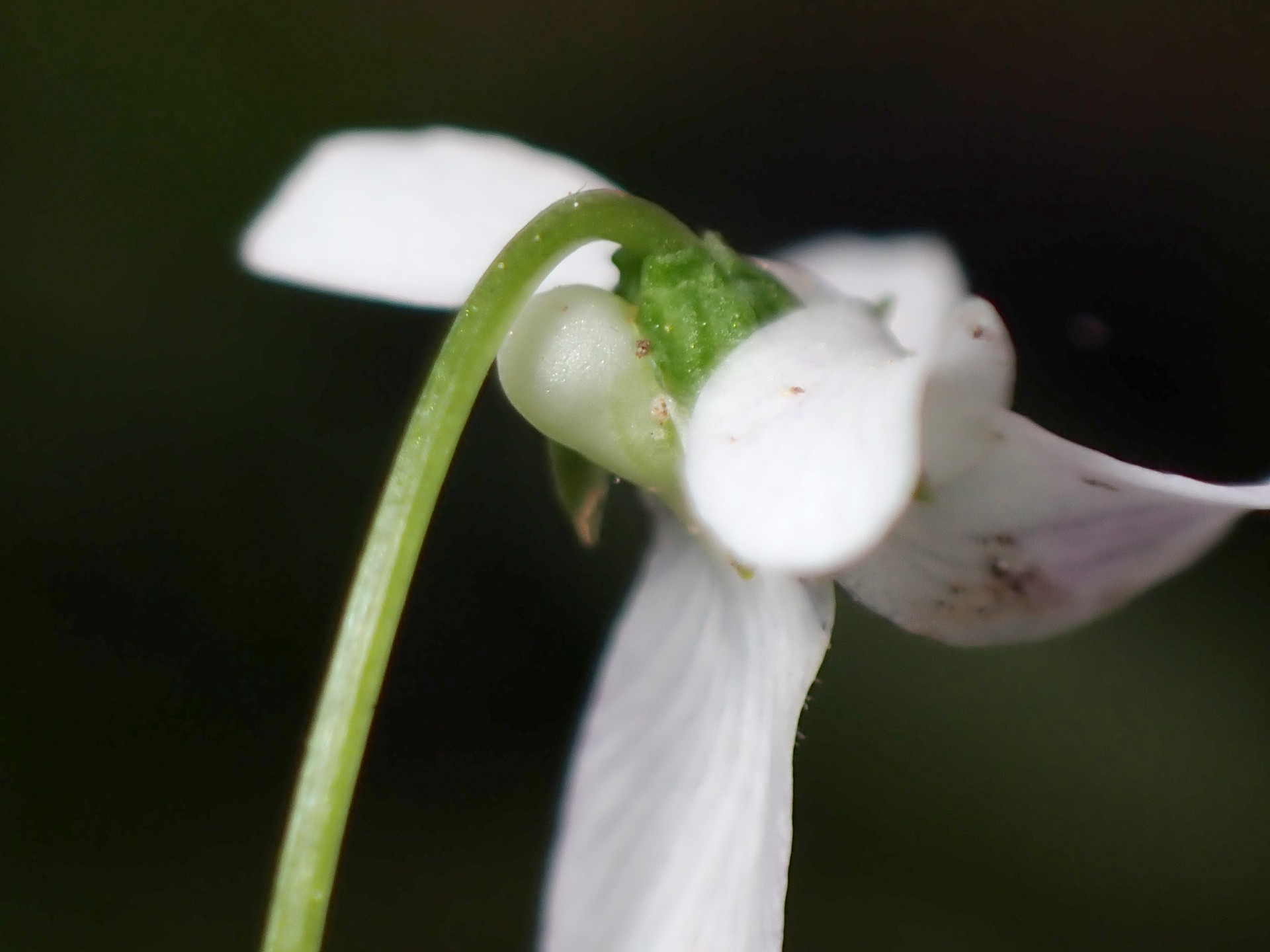 ツボスミレ の高画質写真です。横浜市で、2025年4月28日に撮影したものです。