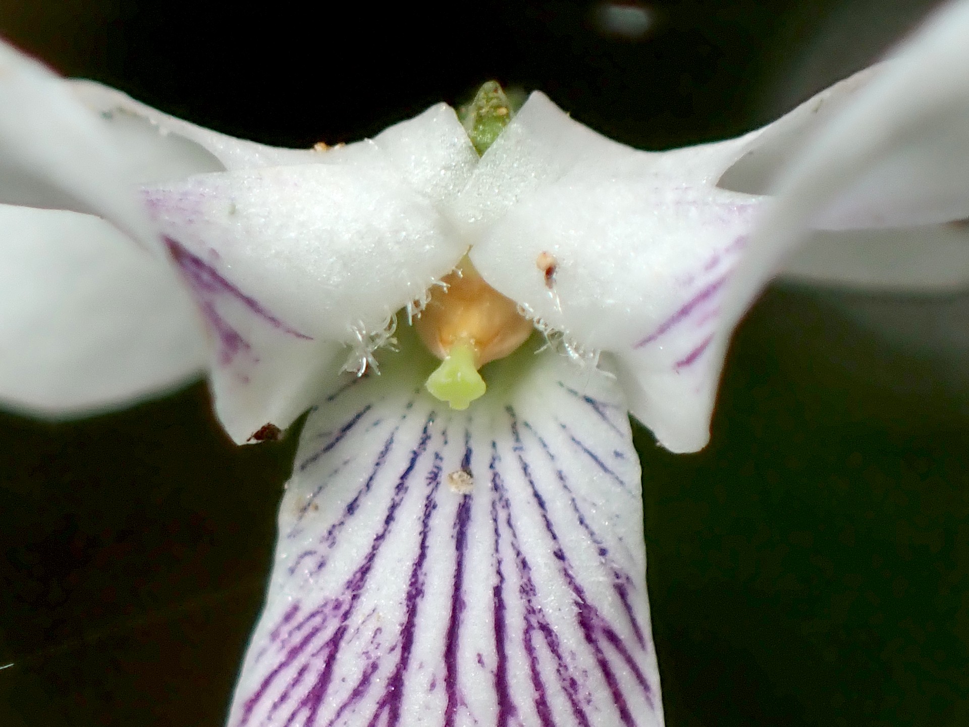 ツボスミレ の高画質写真です。横浜市で、2025年4月28日に撮影したものです。