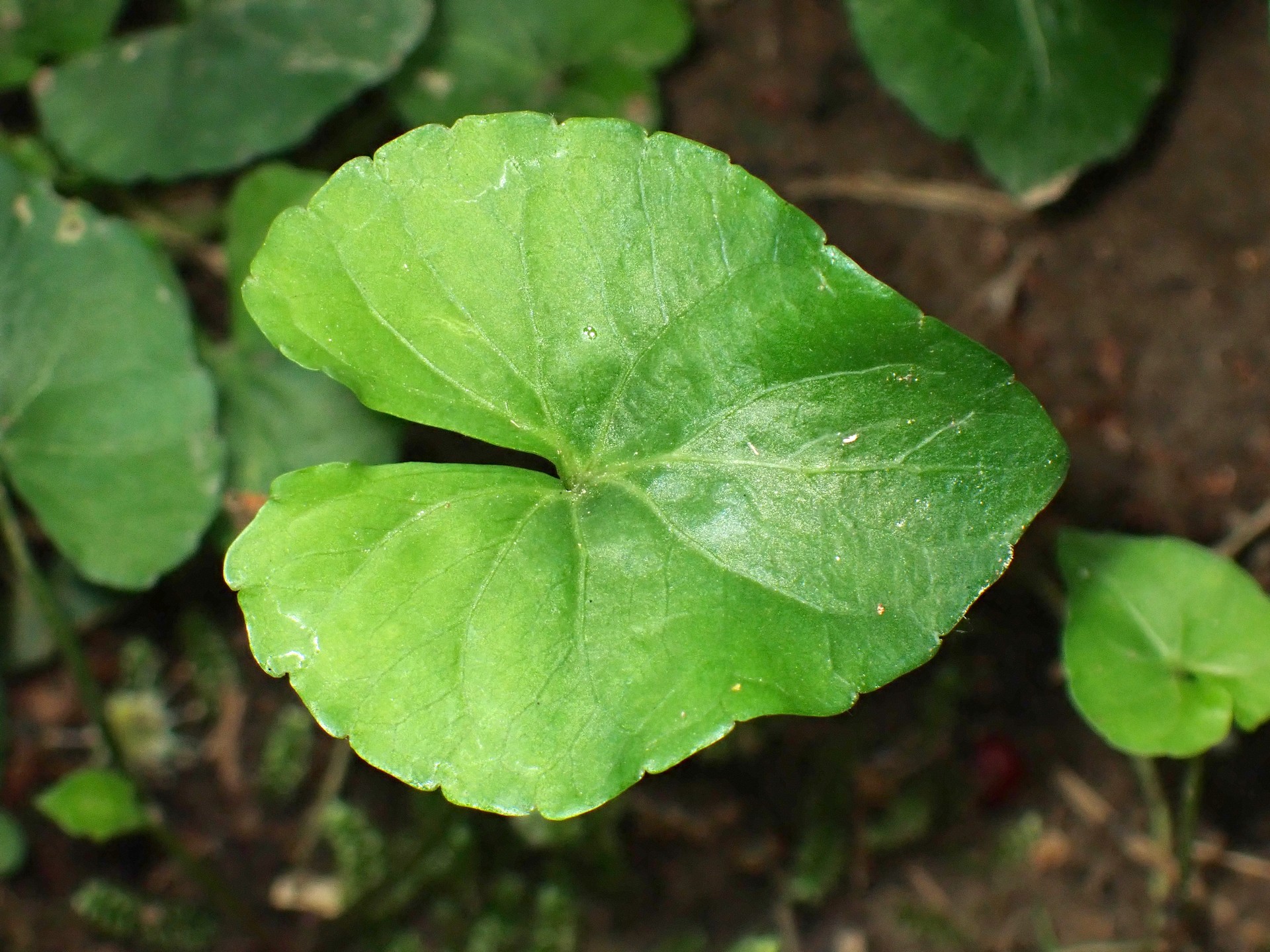 ツボスミレ の高画質写真です。横浜市で、2025年4月28日に撮影したものです。