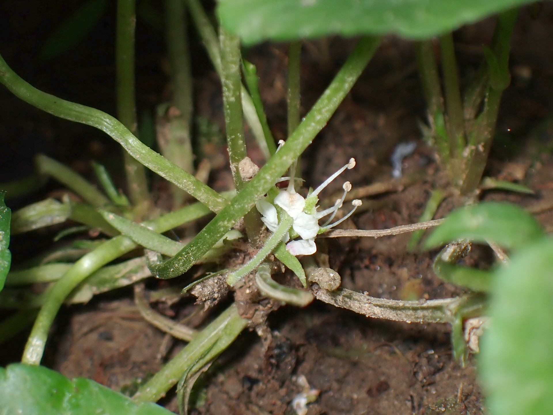 ツボスミレ の高画質写真です。横浜市で、2025年4月28日に撮影したものです。