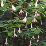 ウグイスカグラ の写真です。横浜市で、2025年4月3日に撮影したものです。