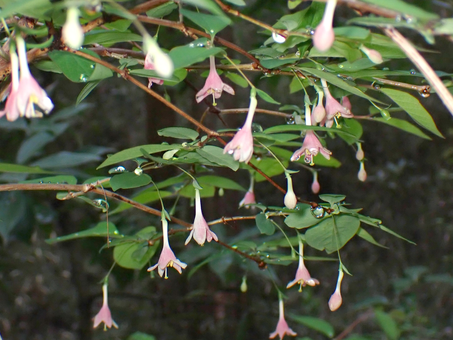 ウグイスカグラ の写真です。横浜市で、2025年4月3日に撮影したものです。