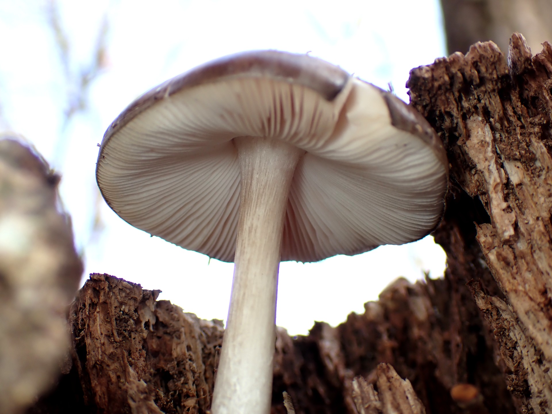 薄茶色のきのこ の高画質写真です。横浜市で、2025年4月7日に撮影したものです。