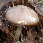 薄茶色のきのこ の高画質写真です。横浜市で、2025年4月7日に撮影したものです。