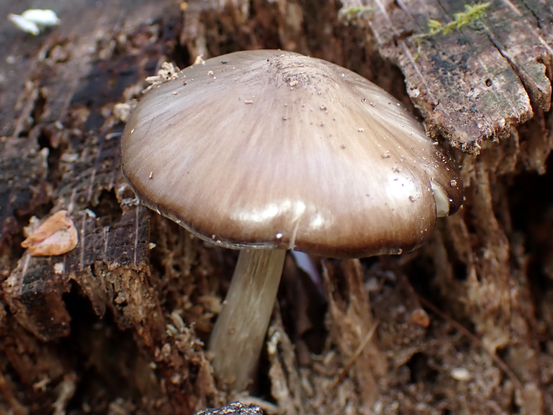 薄茶色のきのこ の高画質写真です。横浜市で、2025年4月7日に撮影したものです。