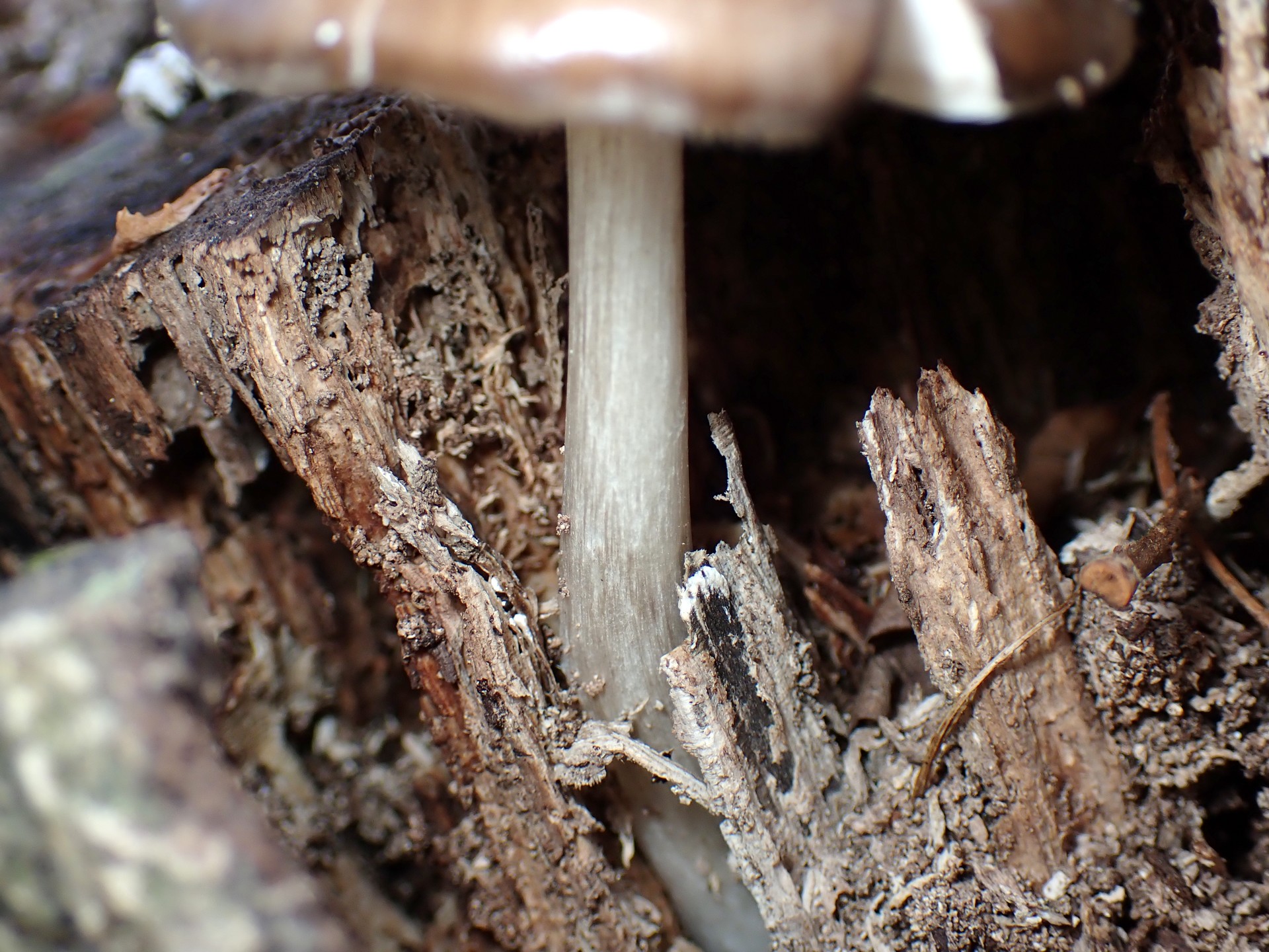 薄茶色のきのこ の高画質写真です。横浜市で、2025年4月7日に撮影したものです。