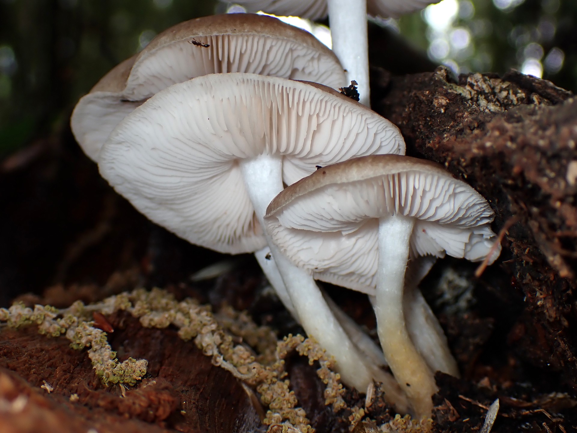 薄茶色のきのこ の高画質写真です。横浜市で、2025年4月25日に撮影したものです。