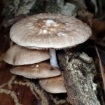 薄茶色のきのこ の高画質写真です。横浜市で、2025年4月25日に撮影したものです。