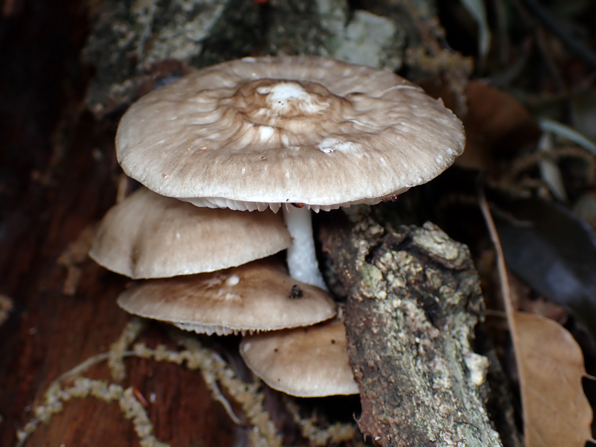 薄茶色のきのこ の高画質写真です。横浜市で、2025年4月25日に撮影したものです。