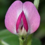 ヤハズエンドウ の高画質写真です。横浜市で、2025年4月5日に撮影したものです。